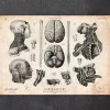 Codex Anatomicus Brain Anatomy^Brain, spine and head anatomy print