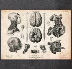 Codex Anatomicus Brain Anatomy^Brain, spine and head anatomy print