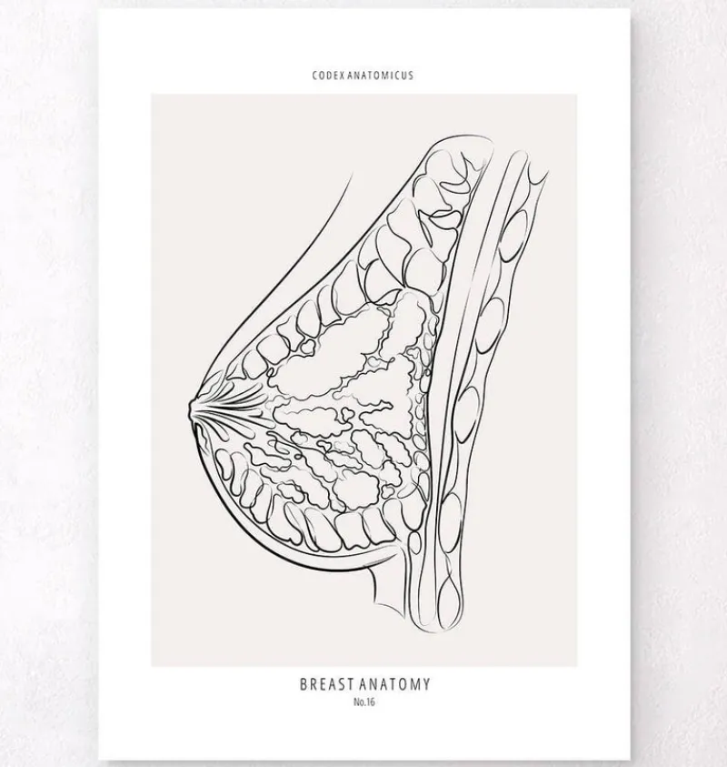 Codex Anatomicus Obstetrics & Gynecology^Breast anatomy - Line Art