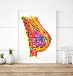 Codex Anatomicus Obstetrics & Gynecology^Breast anatomy art - Watercolor splash