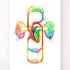 Codex Anatomicus Heart Anatomy^Cardiovascular system - Watercolor splash