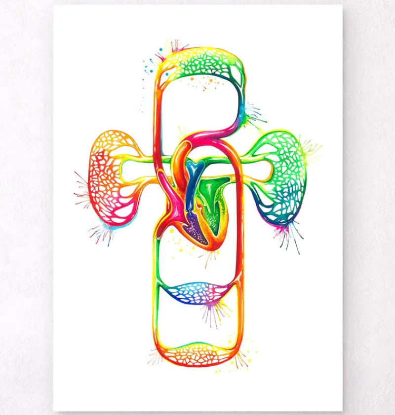 Codex Anatomicus Heart Anatomy^Cardiovascular system - Watercolor splash