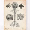 Codex Anatomicus Brain Anatomy^Central Nervous System art print - Brain and Spine cord