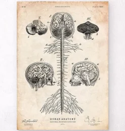 Codex Anatomicus Brain Anatomy^Central Nervous System art print - Brain and Spine cord