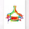 Codex Anatomicus Skull & Skeleton^Cervical vertebra - Watercolor splash
