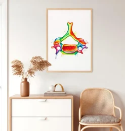 Codex Anatomicus Skull & Skeleton^Cervical vertebra - Watercolor splash