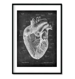 Codex Anatomicus Heart Anatomy^Chalkboard Heart Anatomy - Set of 3