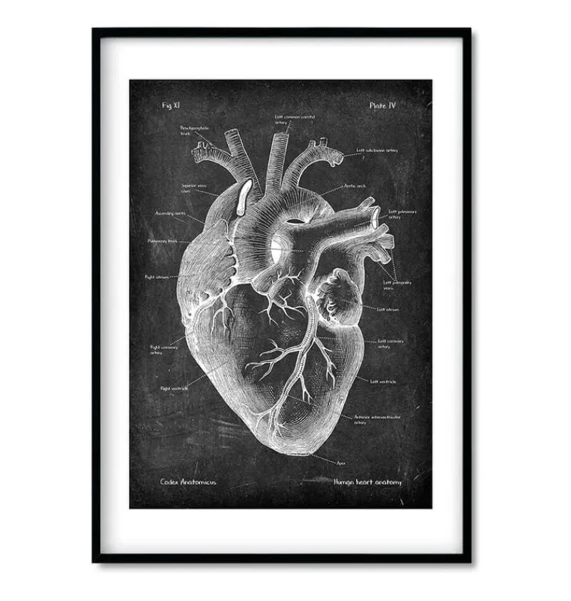 Codex Anatomicus Heart Anatomy^Chalkboard Heart Anatomy - Set of 3