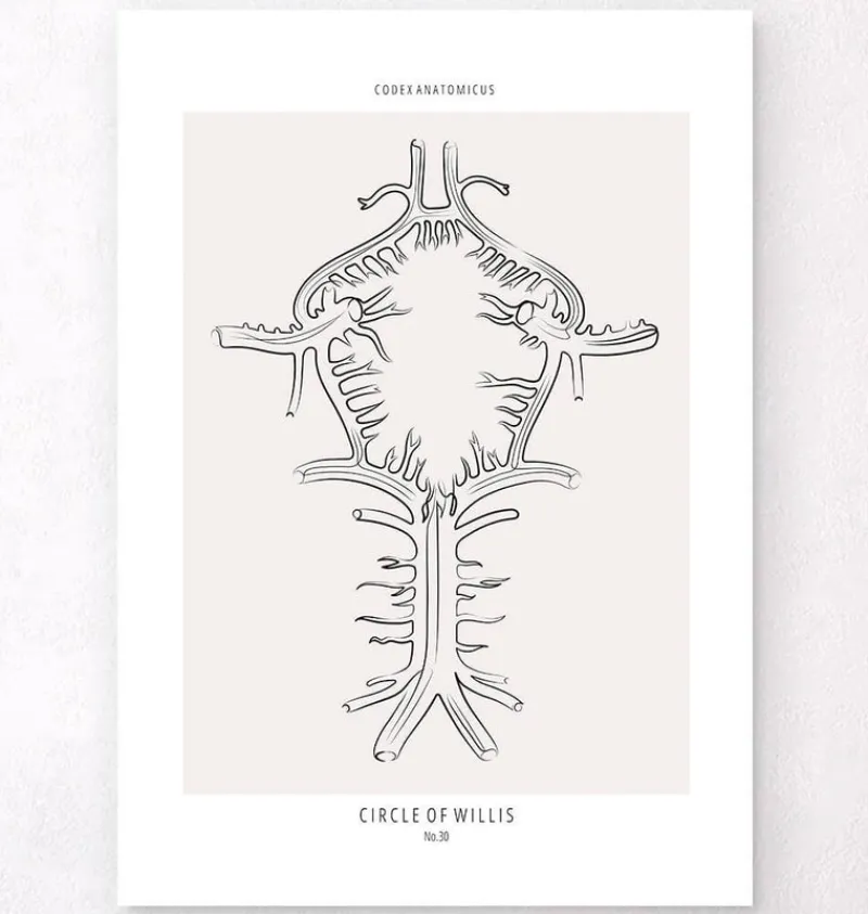 Codex Anatomicus Brain Anatomy^Circle of Willis - Line Art