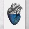 Codex Anatomicus Heart Anatomy^Colorful heart - Blue
