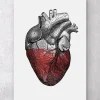Codex Anatomicus Heart Anatomy^Colorful heart - Red