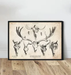 Codex Anatomicus Animal Anatomy^Deer and moose skull print