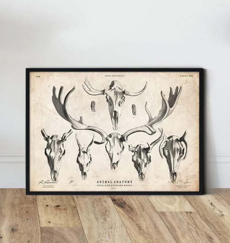 Codex Anatomicus Animal Anatomy^Deer and moose skull print