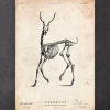 Codex Anatomicus Animal Anatomy^Deer skeleton print II