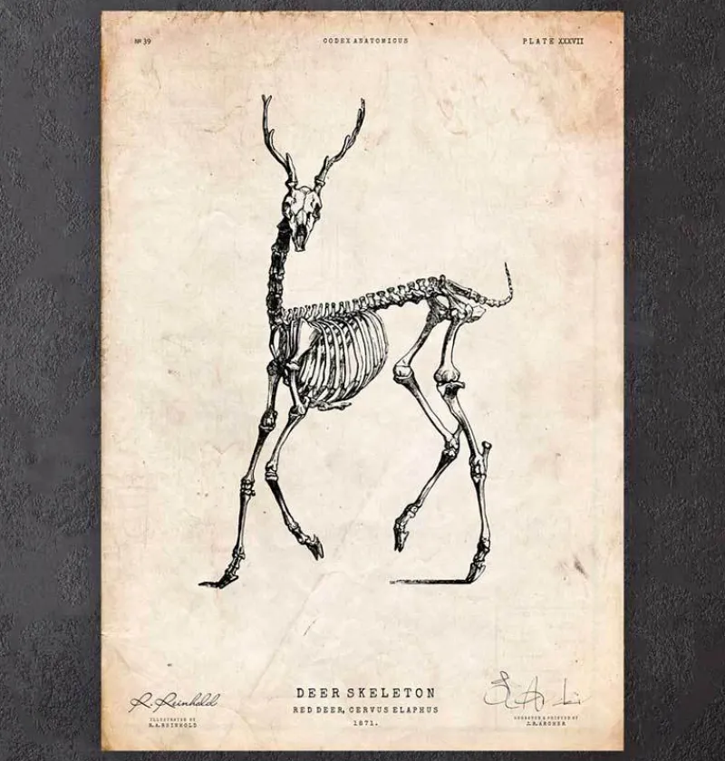 Codex Anatomicus Animal Anatomy^Deer skeleton print II