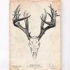Codex Anatomicus Animal Anatomy^Deer skull print