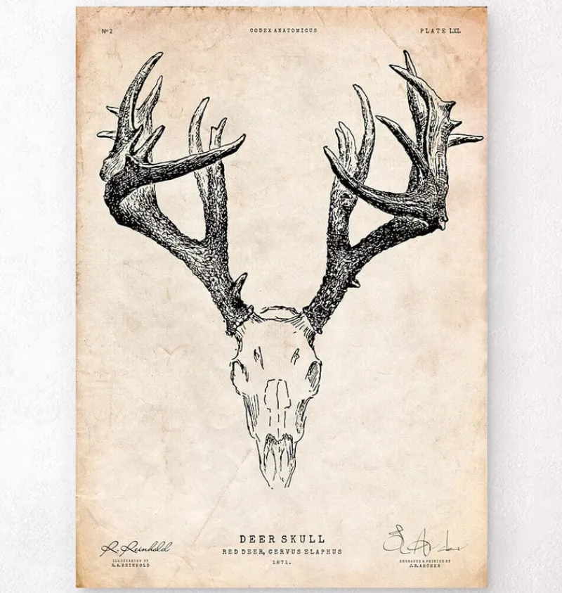 Codex Anatomicus Animal Anatomy^Deer skull print