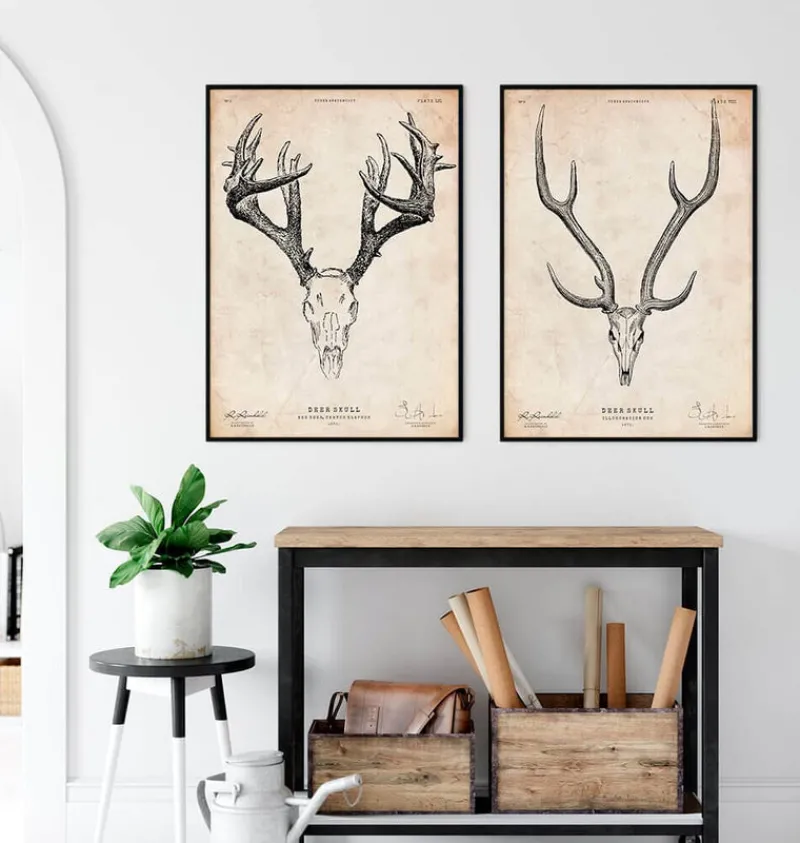 Codex Anatomicus Animal Anatomy^Deer skull print