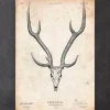 Codex Anatomicus Animal Anatomy^Deer skull print II