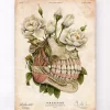 Codex Anatomicus Dental Anatomy^Dental anatomy - Floral - Vintage