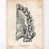 Codex Anatomicus Dental Anatomy^Dental anatomy art