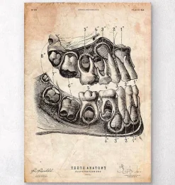 Codex Anatomicus Dental Anatomy^Dental anatomy art print