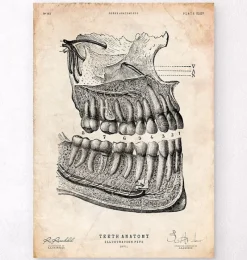 Codex Anatomicus Dental Anatomy^Dental anatomy poster