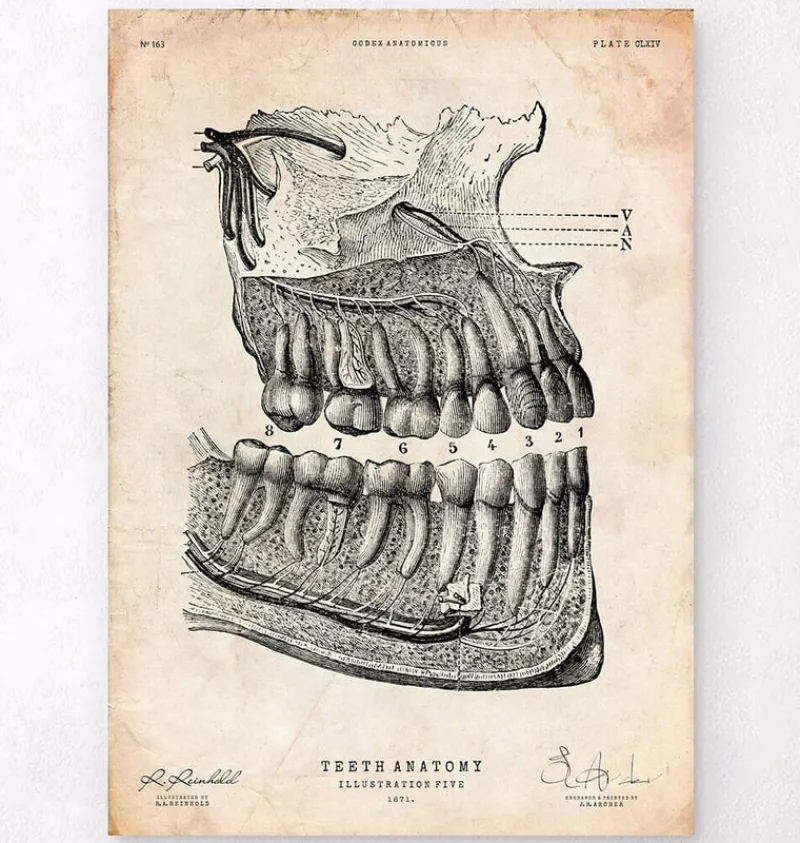 Codex Anatomicus Dental Anatomy^Dental anatomy poster