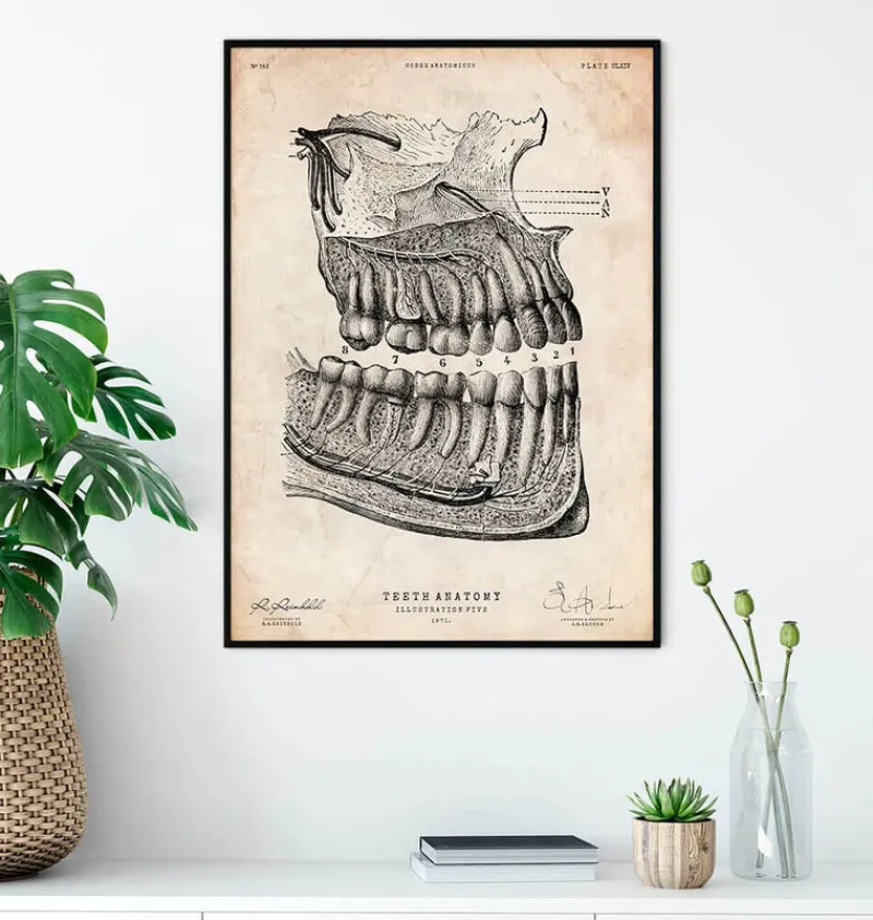 Codex Anatomicus Dental Anatomy^Dental anatomy poster