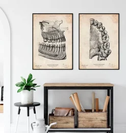 Codex Anatomicus Dental Anatomy^Dental anatomy poster