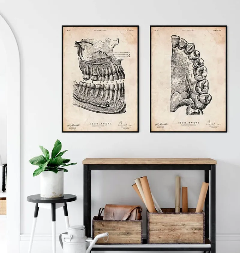 Codex Anatomicus Dental Anatomy^Dental anatomy poster