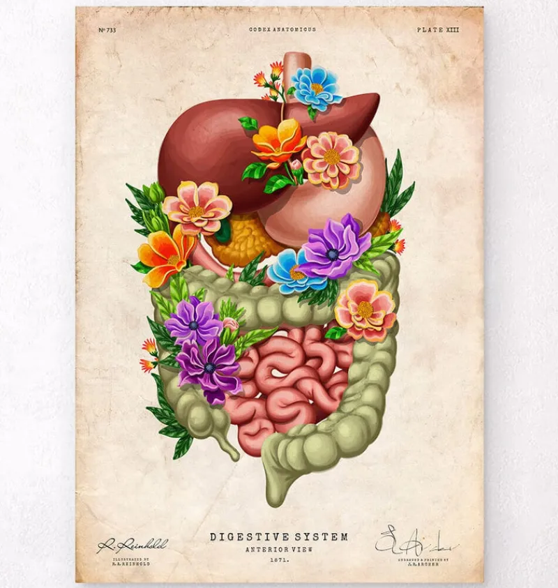 Codex Anatomicus Digestive System^Digestive system - Floral - Vintage