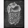Codex Anatomicus Digestive System^Digestive system anatomy art - Chalkboard
