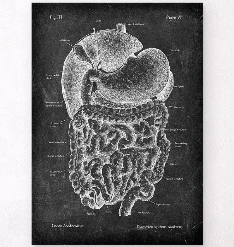 Codex Anatomicus Digestive System^Digestive system anatomy art - Chalkboard
