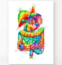 Codex Anatomicus Digestive System | Kidney & Liver^Digestive system anatomy art - Watercolor splash