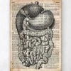 Codex Anatomicus Digestive System^Digestive system anatomy - Old dictionary page