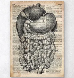 Codex Anatomicus Digestive System^Digestive system anatomy - Old dictionary page