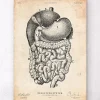 Codex Anatomicus Digestive System^Digestive system anatomy print II