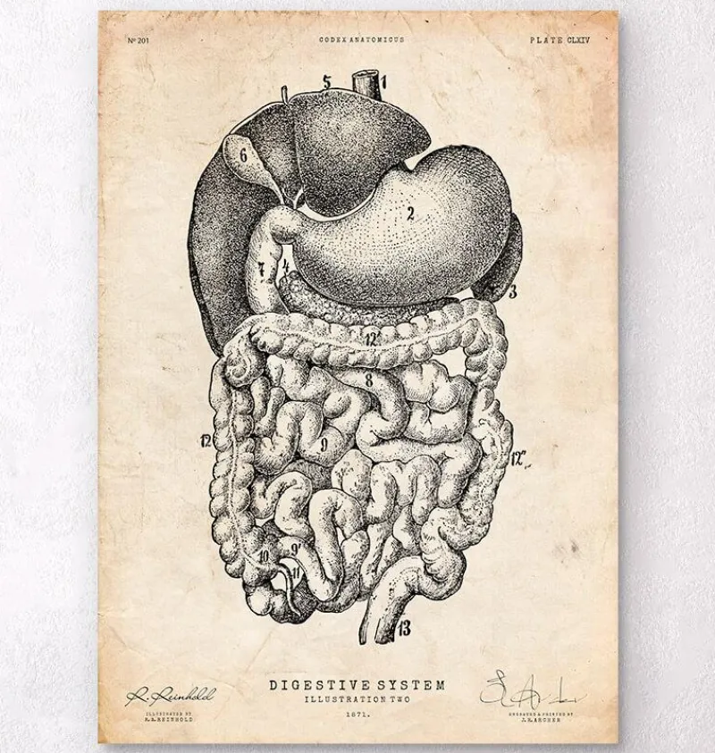 Codex Anatomicus Digestive System^Digestive system anatomy print II
