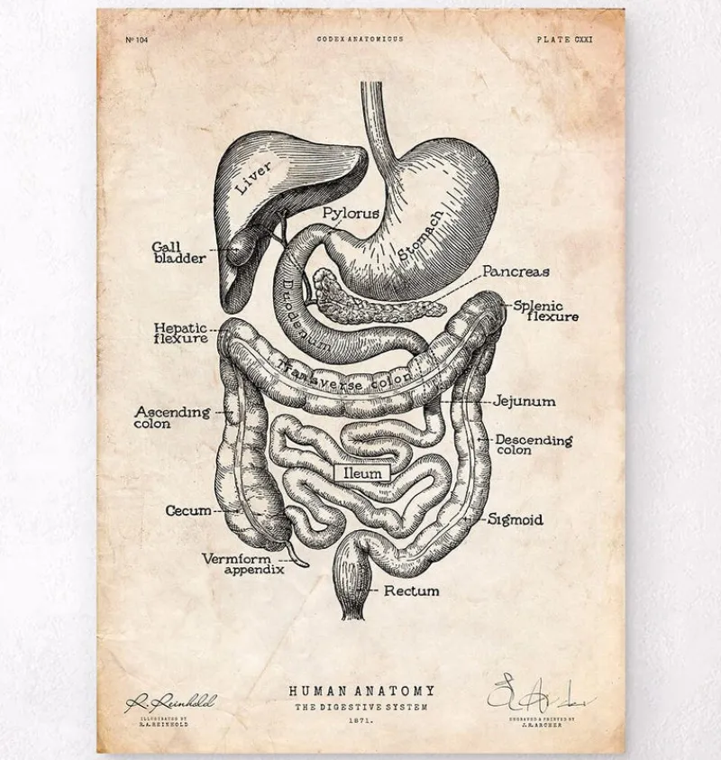Codex Anatomicus Digestive System^Digestive system anatomy print