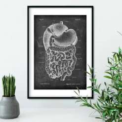 Codex Anatomicus Digestive System^Digestive system anatomy art - Chalkboard