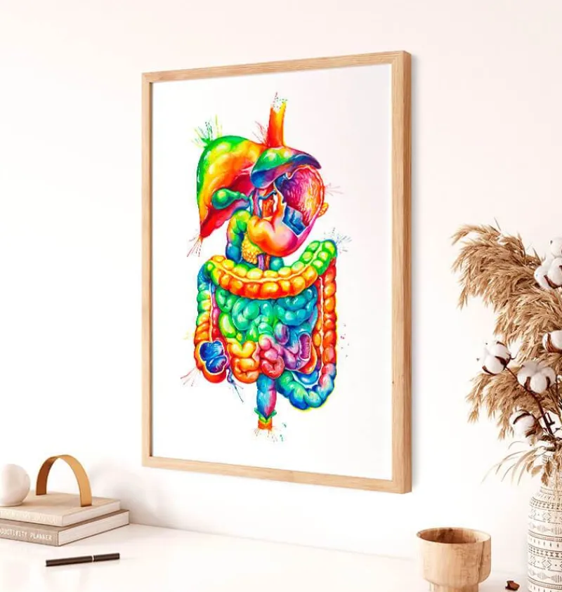 Codex Anatomicus Digestive System | Kidney & Liver^Digestive system anatomy art - Watercolor splash