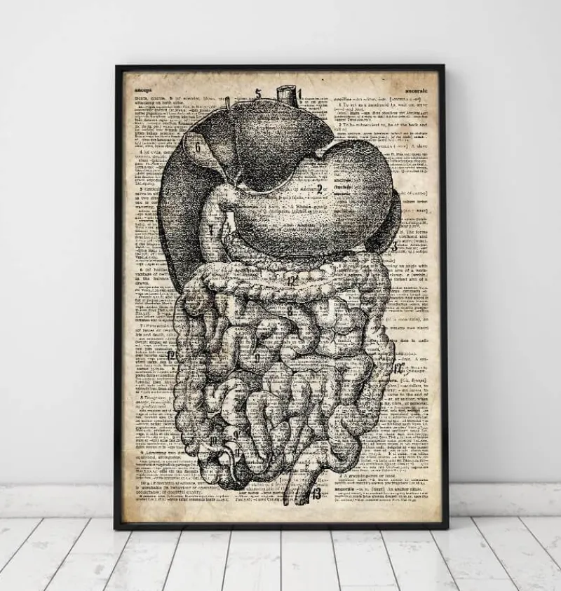 Codex Anatomicus Digestive System^Digestive system anatomy - Old dictionary page