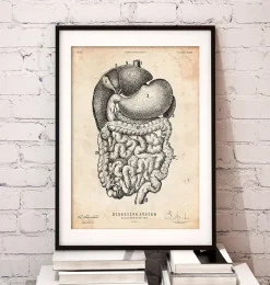 Codex Anatomicus Digestive System^Digestive system anatomy print II