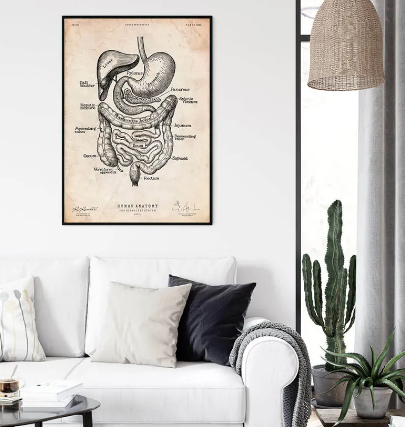 Codex Anatomicus Digestive System^Digestive system anatomy print