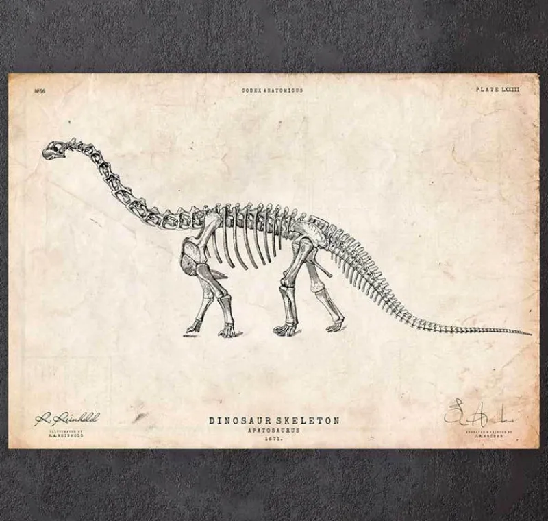 Codex Anatomicus Animal Anatomy^Dinosaur skeleton print - Apatosaurus