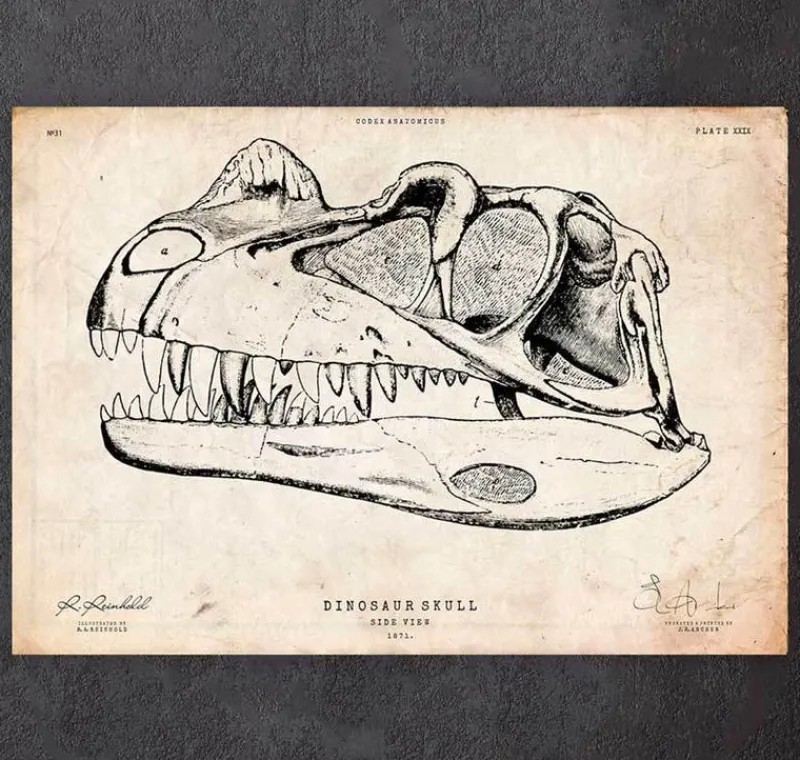 Codex Anatomicus Animal Anatomy^Dinosaur skull print