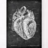 Codex Anatomicus Heart Anatomy^Dissected heart anatomy - Chalkboard