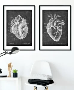 Codex Anatomicus Heart Anatomy^Dissected heart anatomy - Chalkboard