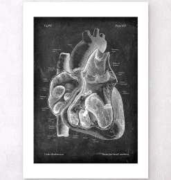 Codex Anatomicus Heart Anatomy^Dissected heart anatomy II - Chalkboard
